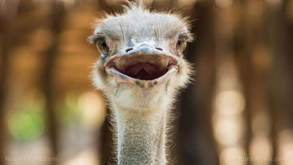 A farm’s final stand: The day the ostriches fell