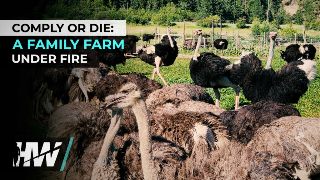 COMPLY OR DIE: A FAMILY FARM UNDER FIRE
