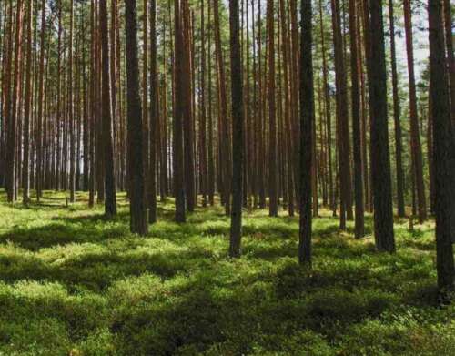 (Good / Self-Pity / Externalization) Versus (Evil / Autonomy / Internalization)