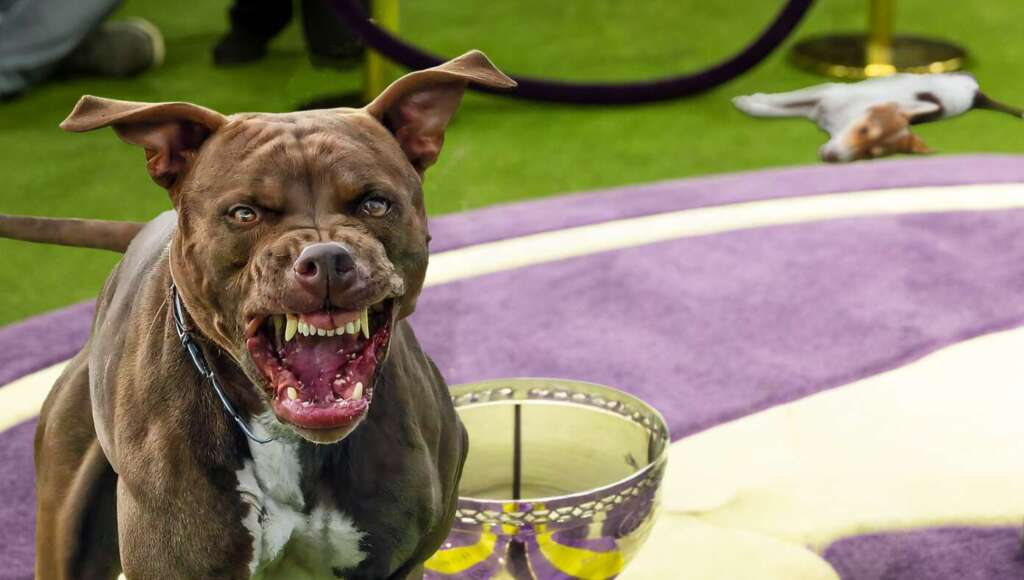 Pit Bull Wins Westminster Dog Show After Killing All The Other Contestants (Satire)