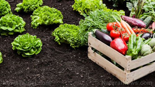 Organic VICTORY: Jury rules against pesticide giant for damaging small organic farm